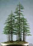Juniperus013