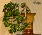 World Bonsai Convention&nbsp;2009