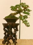 World Bonsai Convention&nbsp;2009