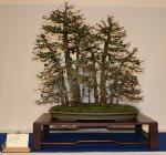 Larch decidua-Yose-Ue-Udo Fischer
