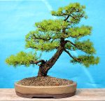 larix_yamadori_2006_05