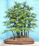 larix_yose-ue_2005-10