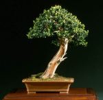 Liporace_TaxusCuspidata_14