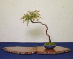 Literati style bonsai