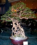 Manila_Bonsai_Show_Diospyros_sp