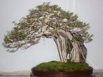 Manila_Bonsai_Show_Ficus-1