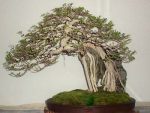 Manila_Bonsai_Show_Ficus