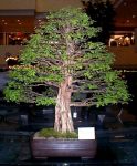 Manila_Bonsai_Show_logwood-1