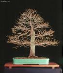 Mr._Goebelacerginnalalg