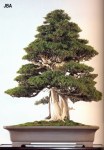 Needle Juniper – 550 anos –&nbsp;88cm