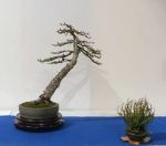 NoelandersTrophyVII102