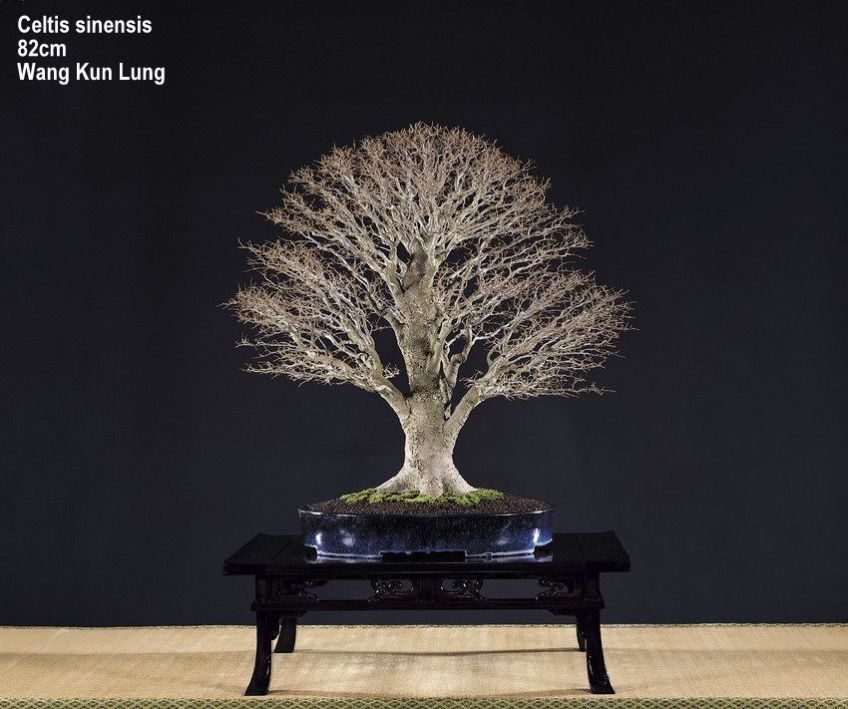 p583 | Aido Bonsai