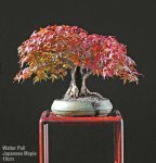 pall_japanese_maple