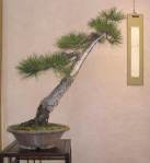 Pino%20nero%20Fiorenzo