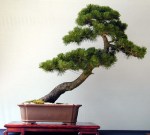 Pinus1