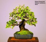 Robert_Kempinski_hackberry