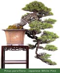 small_Gallery16—Pinus-par
