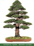 small_Gallery5—Juniperus-