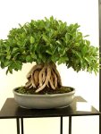 FICUS     ISHITSUKI    36 ANOS&nbsp;BRASIL