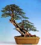 taxus-baccata-kaizen