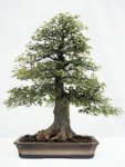 Trident maple M&nbsp;Treasure