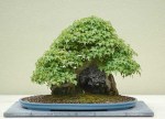 Trident Maple