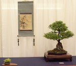 Ulmus parvifolia ‘Suberosa’