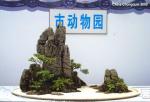 2009 Exhibition Bonsai