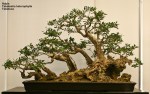 World Bonsai Convention&nbsp;2009
