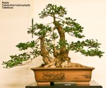 World Bonsai Convention&nbsp;2009