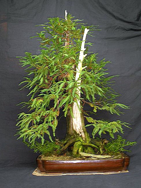 exklusive bonsai Artisan Artificial Juniper Bonsai Tree in Ceramic Pot