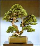 535famousshimpaku03-med