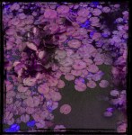 a006-indian-nympheas