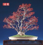 bonsai052
