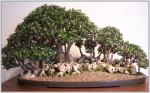 bonsai1