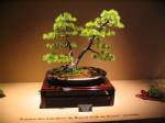 Bonsai_IMG_6424