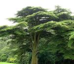 cedrus%20at%20tatton%20park3%20aug04%20500