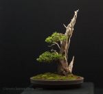 chamae bonsai