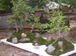 china bonsai
