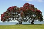 CHRISTMAS IN NATURE – Pohutukawa Tree (aka Christmas&nbsp;Tree)