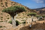 Dragons Blood Tree