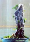 elm and stone Bonsai tree