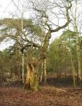 hollow_oak_170204