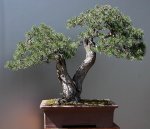 img_1138634519_954_lg