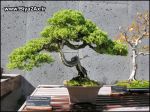 Japanese_Bonsai_Trees_4