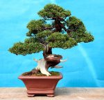 junip_chin_ito_2006_05