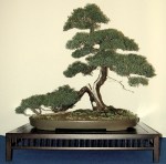 juniperus_sargentii