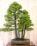 Larix laricina 05
