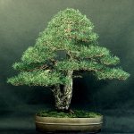 Liporace_PinusSylvestris_3