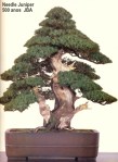 Needle juniper – 500 anos –&nbsp;75cm